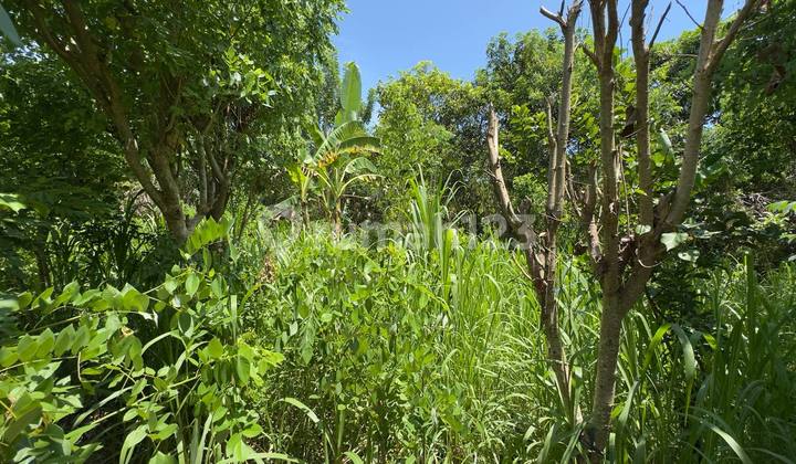 Tanah Sewa di Ungasan 5-15 Are. Kawasan Vila