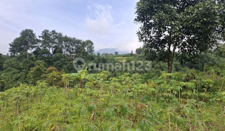 Tanah Kebun untuk Investasi Sangat Strategis View Gunung Tanah Kebun untuk Investasi Sangat Strategis View Gunung