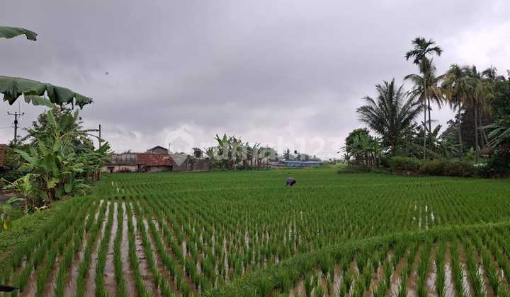 Tanah Sawah Sangat Strategis View Lepas Nempel Jalan Aspal