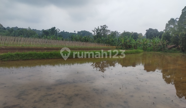 Tanah sawah sangat strategis cocok untuk bertanam dicaringin  5
