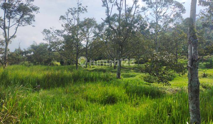 Tanah rata untuk investasi/berkebun villa lokasi sangat strategis 5