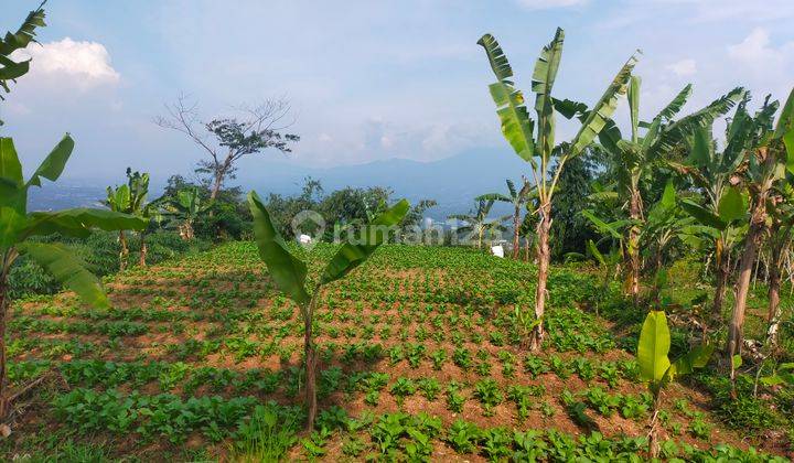 Tanah rata untuk investasi/berkebun villa lokasi sangat strategis 9
