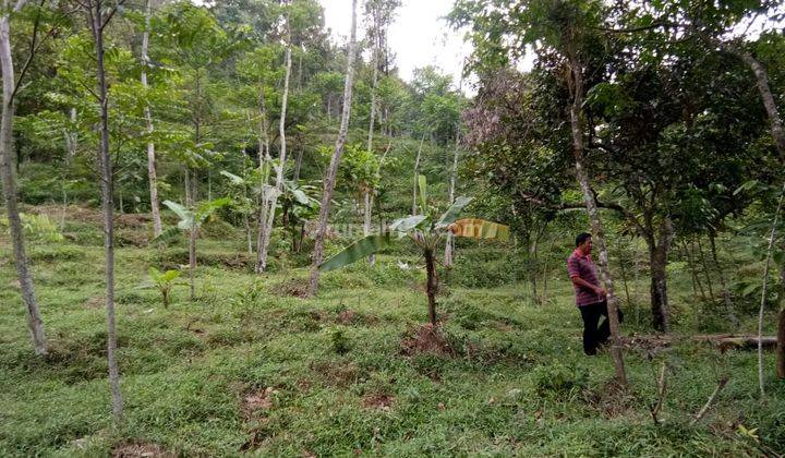 Lokasi untuk investasi ataupun berkebun lokasi strategis  1