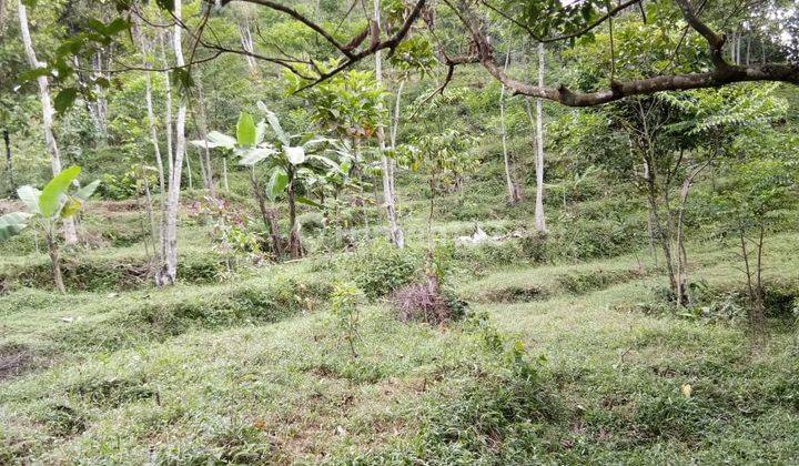 Lokasi untuk investasi ataupun berkebun lokasi strategis  2