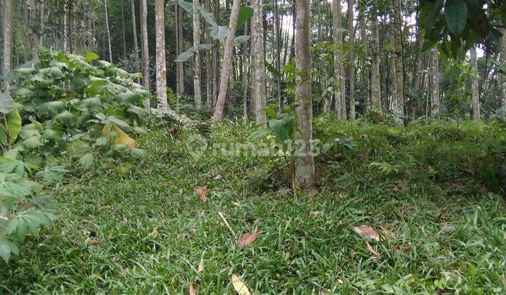 Lokasi murah untuk investasi ataupun berkebun lokasi strategis  4