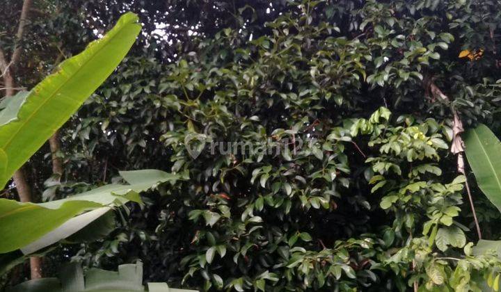 Lokasi murah untuk investasi ataupun berkebun lokasi strategis  8