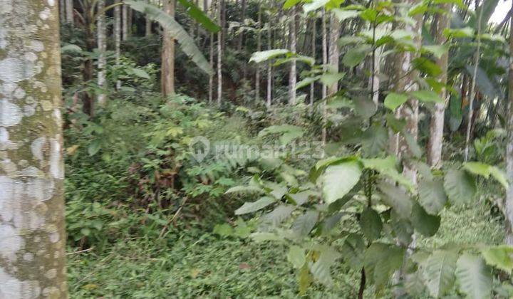 Lokasi murah untuk investasi ataupun berkebun lokasi strategis  10