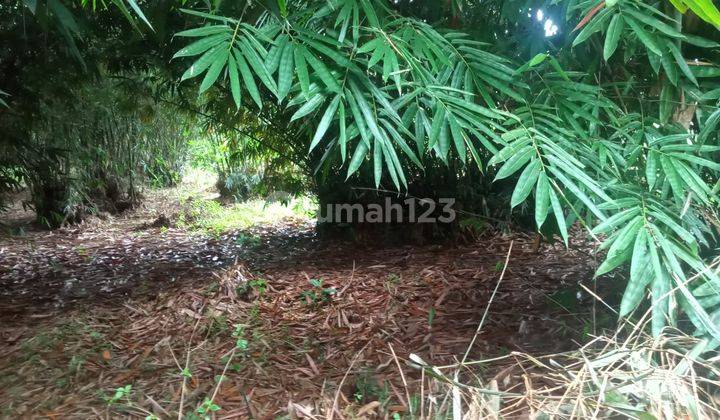 Lokasi untuk investasi atau berkebun lokasi strategis  1