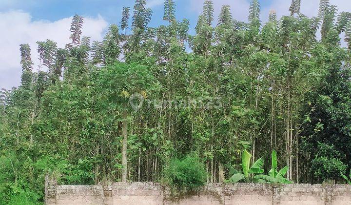 Lokasi untuk investasi ataupun berkebun sangat strategis diciahu 7