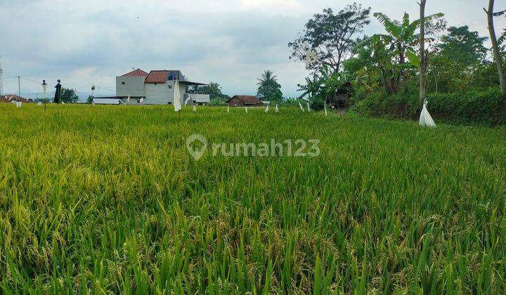 Tanah sawah murah rumah tinggal+villa sangat strategis  1