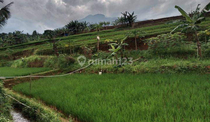 Tanah sawah sangat strategis view lepas untuk villa dicijeruk 1