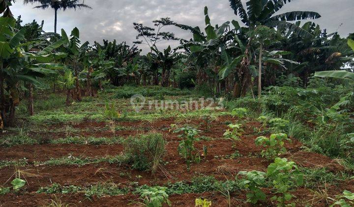 Tanah murah untuk investasi ataupun berkebun villa dicijeruk  2