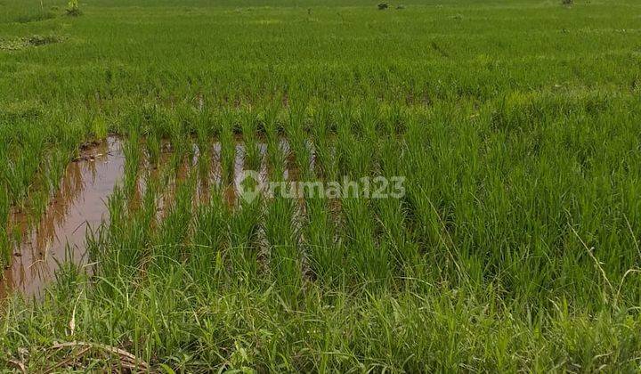Tanah sawah murah sangat strategis banget view lepas 