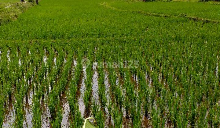 Tanah sawah murah sangat strategis banget view lepas 