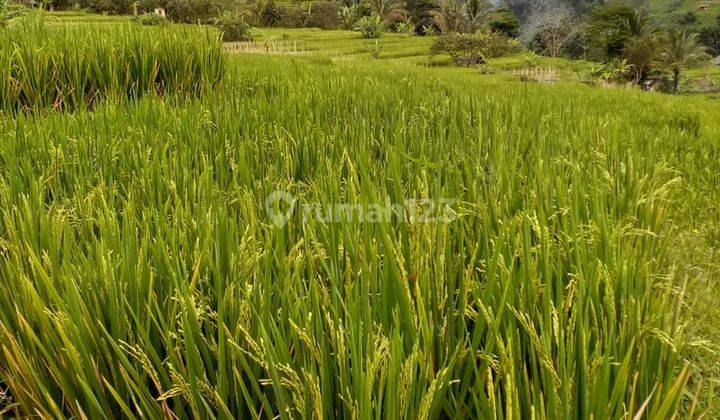 Tanah sawah murah sangat strategis view lepas  2