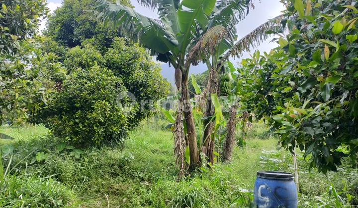 Tanah murah untuk berkebun+investasi lokasi strategis dicijeruk  2