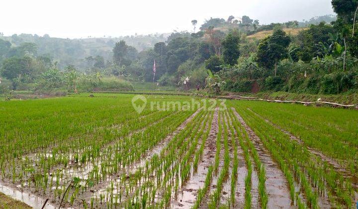 Tanah sawah murah untuk investasi+villa sangat strategis mata air  1