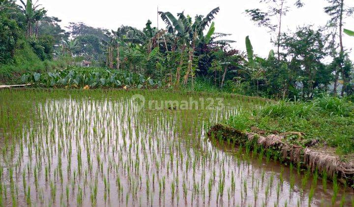 Tanah sawah murah untuk investasi+villa sangat strategis mata air  2