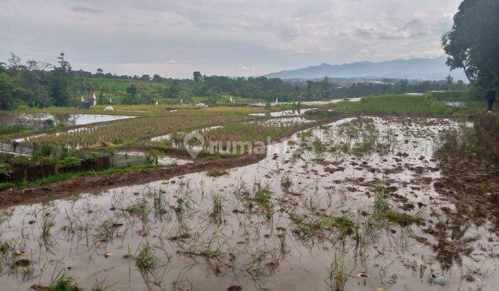 Tanah sawah murah sangat strategis banget view the best lepas  2