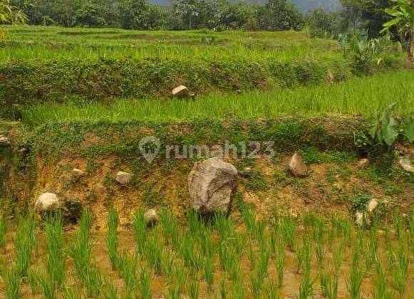 Tanah sawah bagus murah cocok untuk villa+Rumah view lepas 1