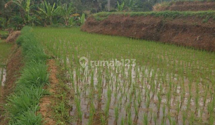 Tanah sawah murah sangat strategis utk investasi+villa dicikidang 2