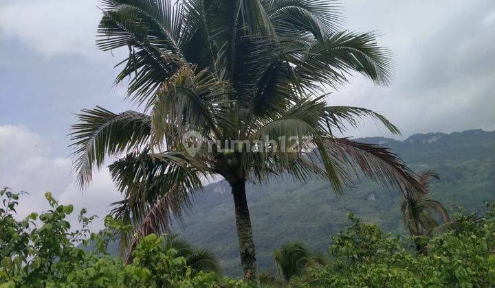 Tanah kebun murah nempel jalan raya sangat strategis view lepas 1