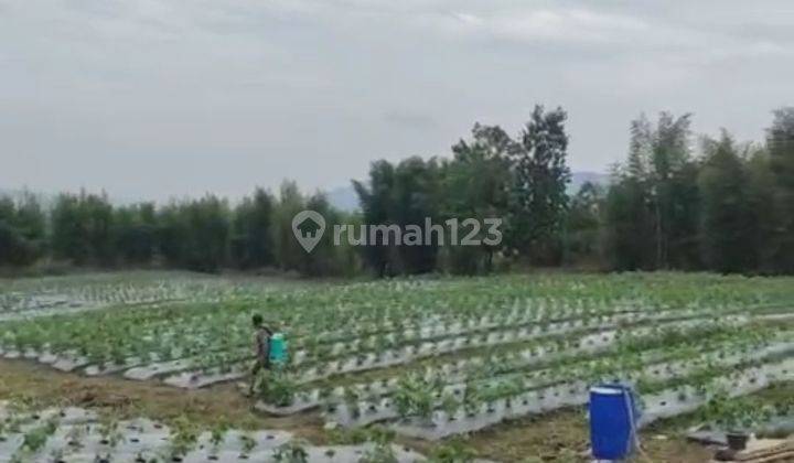 Tanah kebun murah rata view lepas ke gunung sangat strategis  1