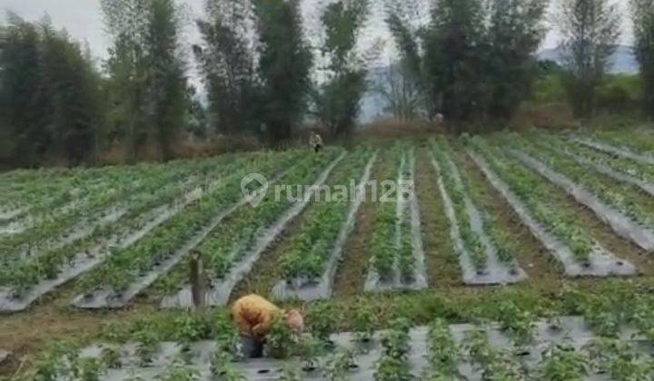 Tanah kebun murah rata view lepas ke gunung sangat strategis  2