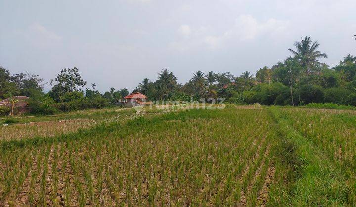 Tanah Sawah+rumah sangat strategis ada mata air view lepas 2