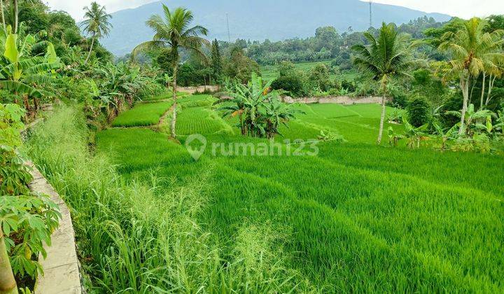 Tanah sawah+rumah sangat strategis view lepas ke gunung  1