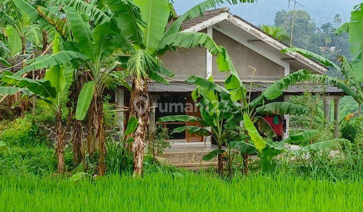 Tanah sawah+rumah sangat strategis view lepas ke gunung  2