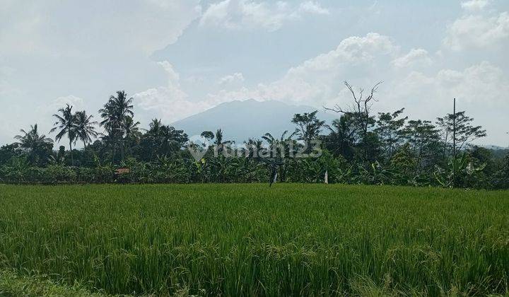 Tanah sawah rata sangat strategis view lepas ke gunung  1