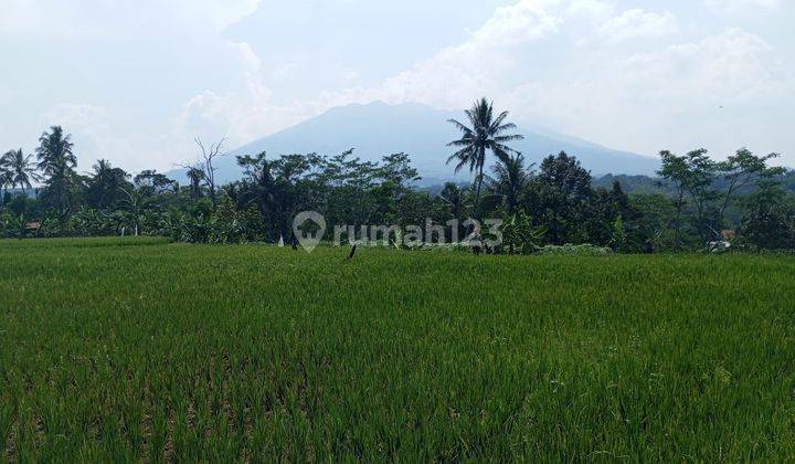 Tanah sawah rata sangat strategis view lepas ke gunung  2