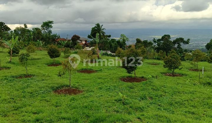 Tanah kebun durian rata super view the best lepas ke gunung+kota Tanah kebun durian rata super view the best lepas ke gunung+kota