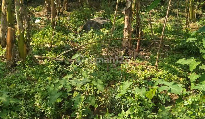 Tanah rata+murah untuk rumah+kos-kosan+kontrakan dibojongkoneng  2