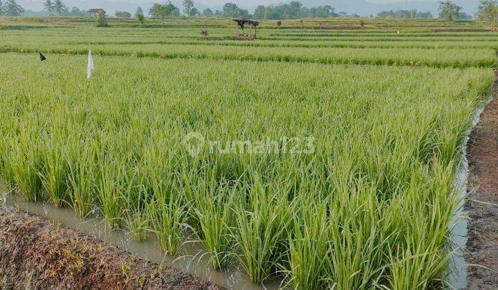 Tanah untuk investasi+pertanian sawah sangat strategis digeopak 2