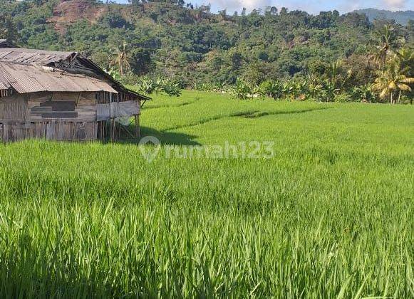 Tanah sawah subur sangat strategis view lepas ke gunung  1