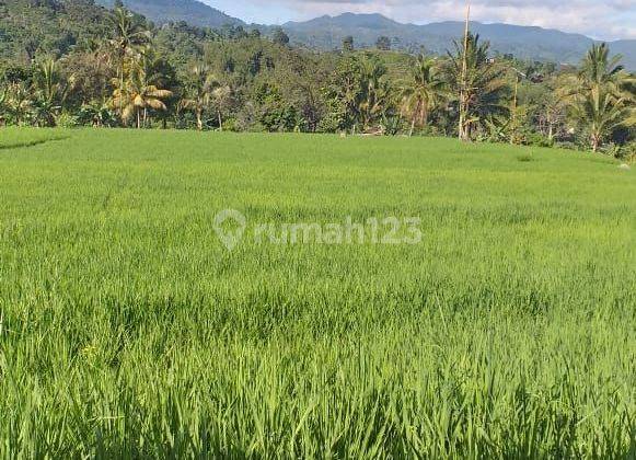 Tanah sawah subur sangat strategis view lepas ke gunung  2