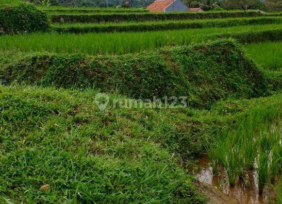 Tanah sawah untuk villa+rumah view lepas gunung sangat strategis  2