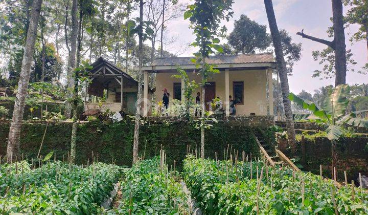 Rumah kebun jati sangat strategis nempel sungai besar 1