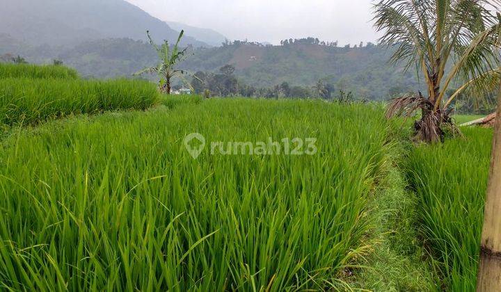 Tanah sawah murah sangat strategis view lepas ke gunung  2