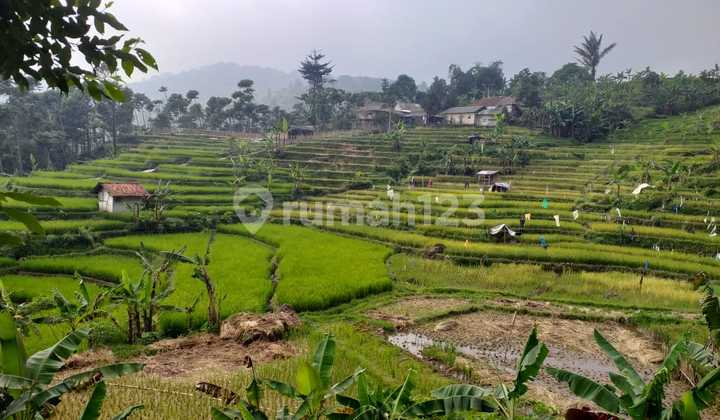Tanah Sawah Bagus View Lepas Subur Sangat Strategis 