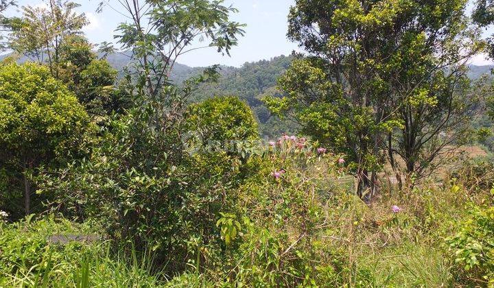 Tanah Kebun Investasi View Lepas Ke Gunung Sangat Strategis  2