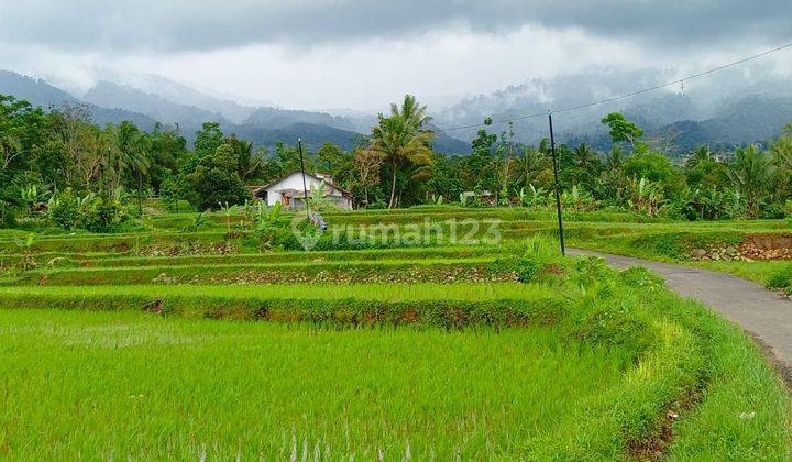 Tanah Sawah Subur Produktif Sangat Strategis View Lepas  2