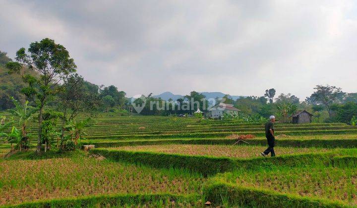 Tanah Sawah Produktif Asri Sangat Strategis View Lepas  2