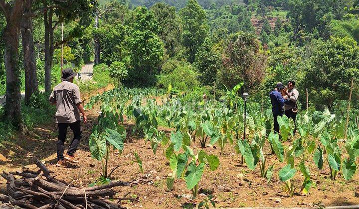 Tanah Rata Sangat Strategis Untuk Villa+Cafe Resort Glamping 1