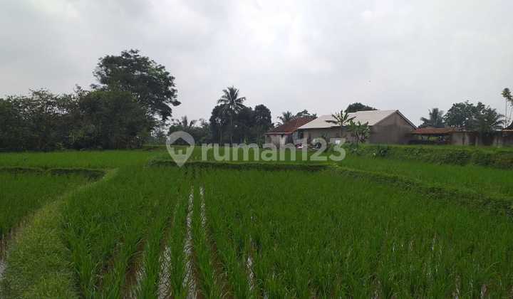 Sawah Produktif Sangat Strategis Nempel Jalan Raya 