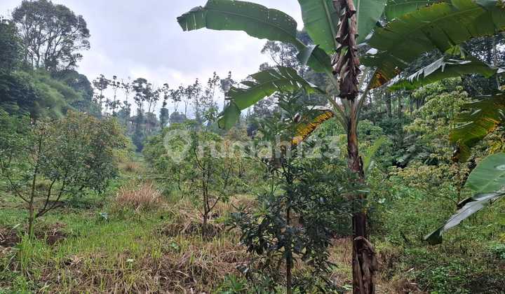 Tanah Kebun Alpukat Sangat Strategis Sudah Tertata Rapih Tanah Kebun Alpukat Sangat Strategis Sudah Tertata Rapih