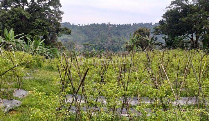 Tanah Rata Untuk Investasi+Berkebun Sangat Strategis View Lepas 2