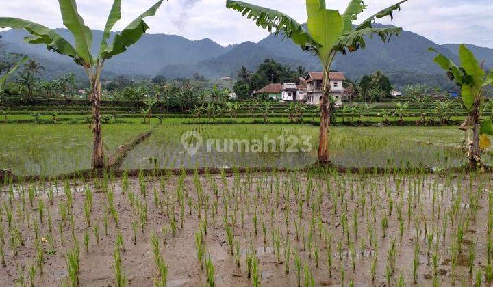 Tanah Sawah Produktif Sangat Strategis View Lepas Untuk Villa  1